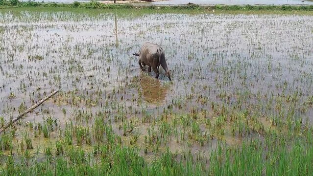 a buffalo is eating grass in a rice field in the afternoon