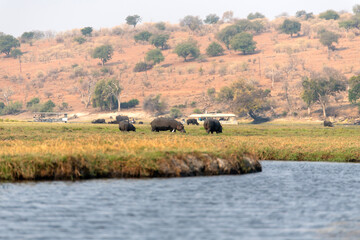 View of the hippos at Chobe National Park in Botswana