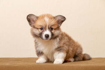 Fototapeta na wymiar Welsh Corgi Pembroke puppy on a uniform background