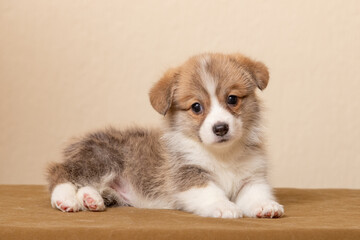 Welsh Corgi Pembroke puppy on a uniform background