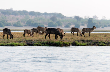 Naklejka premium View of the waterbucks at Chobe National Park in Botswana