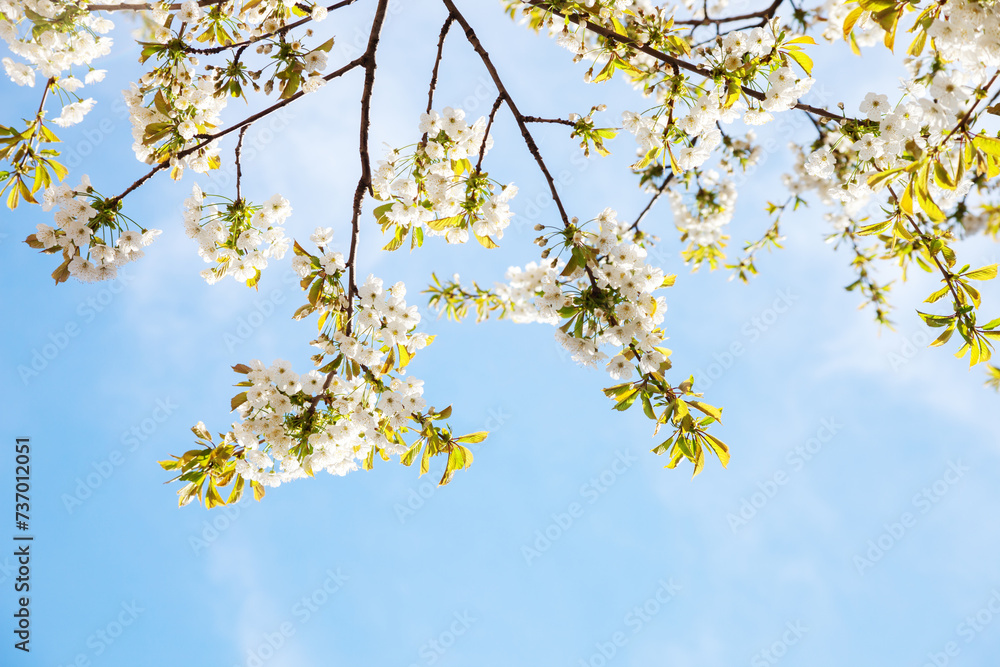 Poster Branches with white Sweet Cherry flowers against a blue sky.