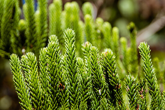 Abstract natural background with Norfolk Island Pine Tree. Close up. Selective focus