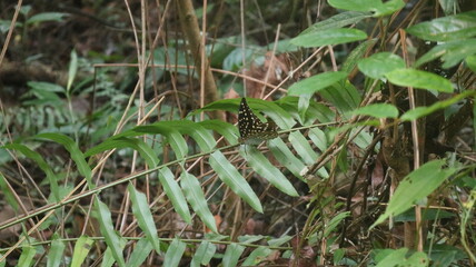 Tropical rainforest, Amazing view of the Sumatran Rainforest with raindrops sunrise in the morning...