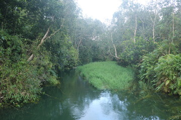 Tropical rainforest, Amazing view of the Sumatran Rainforest with raindrops sunrise in the morning...