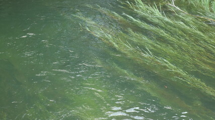 Beautiful natural view of a river in the tropical green forests of Southeast Asia with a forest and white sand background with clean and comfortable air