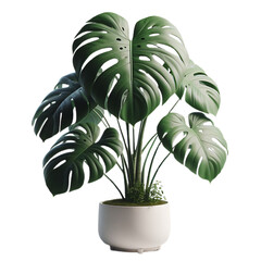 Monstera minimalist in a white pot. Isolated, transparent background.