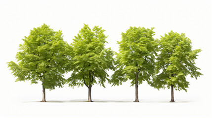 Fototapeta na wymiar Carpinus betulus trees