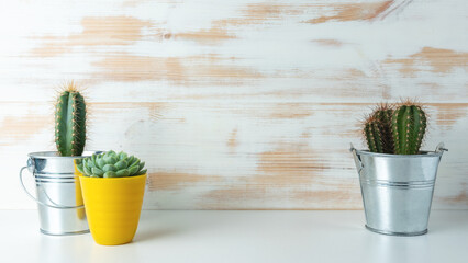 Various cactus plants in different pots on wooden background.