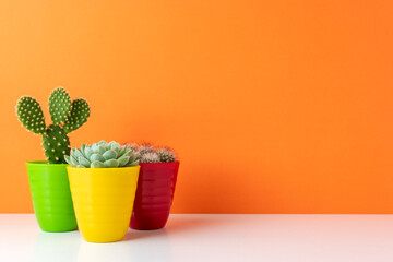 Various cactus plants in different pots on bright background. Minimal composition.