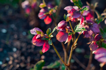 Helleborus Frostkkiss Pippa’s Purple flowering during February in the garden. End of the winter...