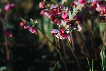 Helleborus Frostkkiss Pippa’s Purple flowering during February in the garden. End of the winter time and beginning of spring. Winter plants.