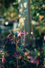 Helleborus Frostkkiss Pippa’s Purple flowering during February in the garden. End of the winter time and beginning of spring. Winter plants.