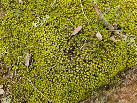Green moss in the forest
