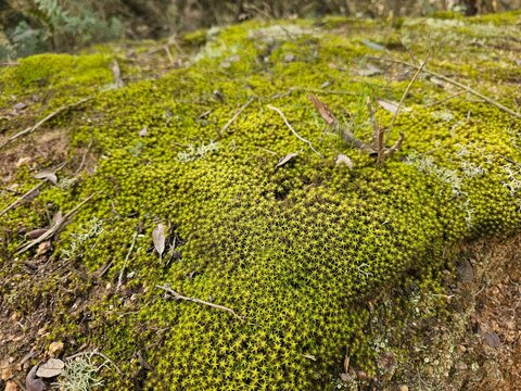 Green moss in the forest
