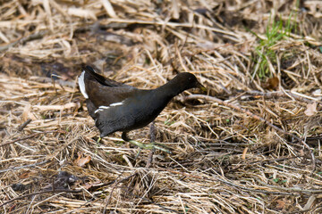 Teichhuhn (Gallinula chloropus) im Winter in der Oberlausitz 
