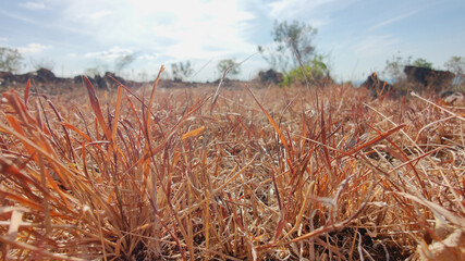 Fototapeta premium Wild grass is brown and dry due to lack of water in the dry season