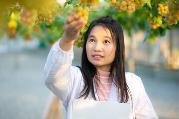 vineyard and ripe grapes- Researcher working in vineyard , research vine concept.