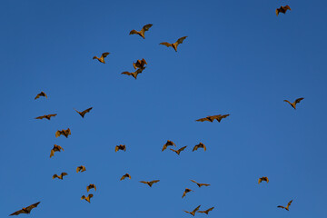 Flying bats