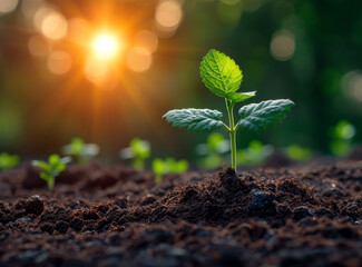 Young plant growing in the morning light and green nature background