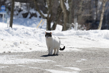 Cat walking in snow