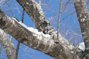 tree in the forest winter snow