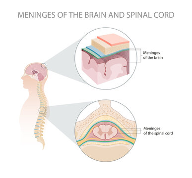 Meninges of the brain and spinal cord