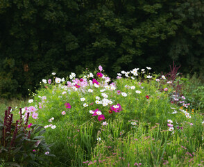 Blüten im Blumenbeet, Garten im August, 