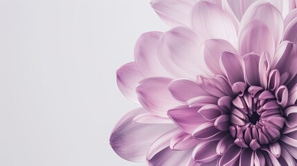 Chrysanthemum close-up. Generative AI