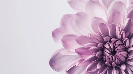 Fototapeta premium Chrysanthemum close-up. Generative AI