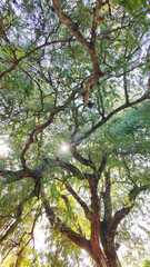 Fototapeta premium Lush green branches of the tree and tall Green Tree in Spring.