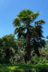 Chinese windmill palm (Trachycarpus fortunei) or Chusan palm on Kurortny Prospekt in Sochi.
