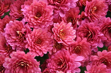 Pink small chrysanthemum bush. Autumn garden plants. Bright flowers background. Floral field.Floral background of vivid pink Chrysanthemum flowers blooming in the tropical garden. Floral pattern.