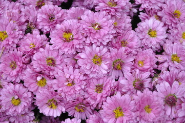 Obraz premium Pink small chrysanthemum bush. Autumn garden plants. Bright flowers background. Floral field.Floral background of vivid pink Chrysanthemum flowers blooming in the tropical garden. Floral pattern.
