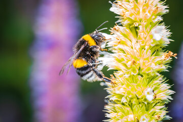 Bumblebee sitting on a flower and collecting pollen