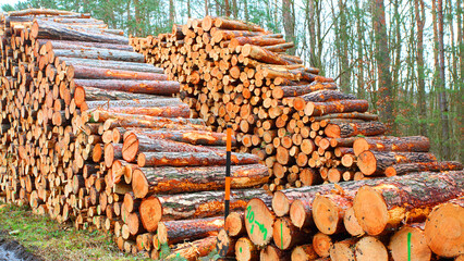 Timber in pine forest. Firewood is a sustainable source of energy. Forestry in European Union. - 737032266