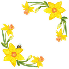 Frame of daffodils, spring flowers. Hand drawn watercolor illustration