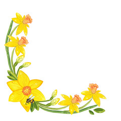 Composition of daffodils, spring flowers. Hand drawn watercolor illustration