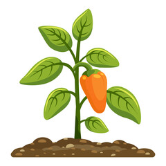 Sweet pepper seedlings grow out of the ground. Season of the garden and vegetable garden. Edible plant. Vector. White background. 
