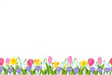 Seamless border made from watercolor illustrations, hand-drawn. Spring, bright, fresh border of flowers.
Tulips, daffodils, snowdrops, crocuses, floriculture, gardening, spring