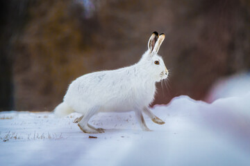 Regina, Canada - Arctic hare in snow © voll
