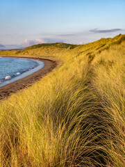 Marram gras at the coast of County Donegal in Ireland