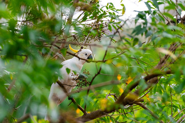 Cockatoo parrot sitting on a green tree branch in Australia. Big white and yellow cockatoo with nature green background