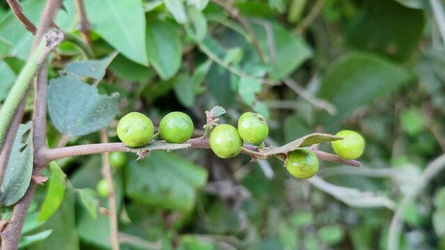 A view of unripe bunches of Indian Ziziphus mauritiana or ber fruits, jujubes, on the branch