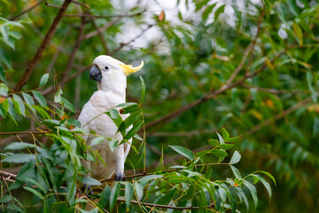 Cockatoo parrot sitting on a green tree branch in Australia. Big white and yellow cockatoo with nature green background