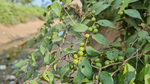 A view of unripe bunches of Indian Ziziphus mauritiana or ber fruits, jujubes, on the branch