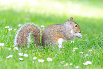 A Green Bush Squirrel Enjoying a Sunny Day