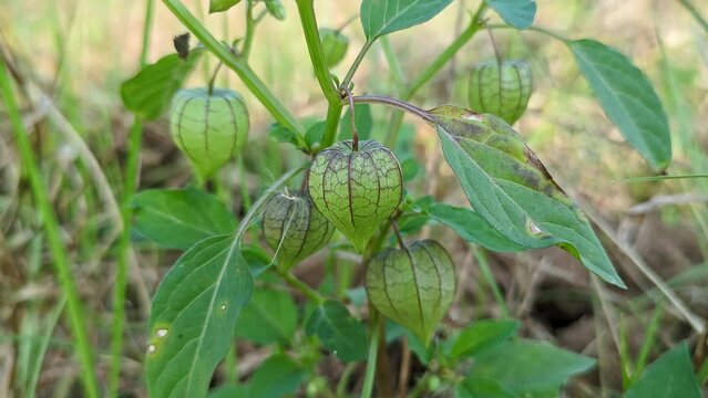 Macro view of bunch of physalis angulata or ciplukan, husk tomatoes hanging in plant