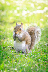 A Green Bush Squirrel Enjoying a Sunny Day