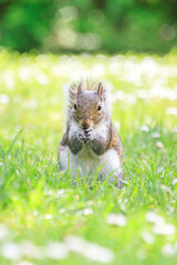 A Green Bush Squirrel Enjoying a Sunny Day